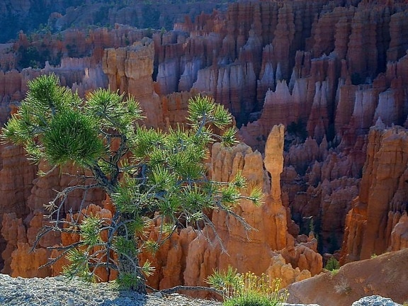 Bryce, pinetrees