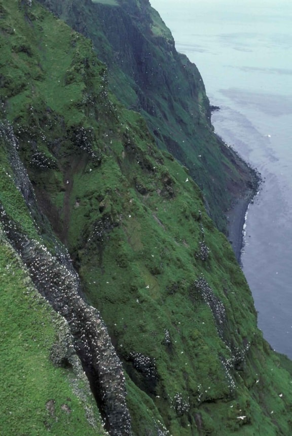steep, cliff, adults, low, vegetation, nesting, birds