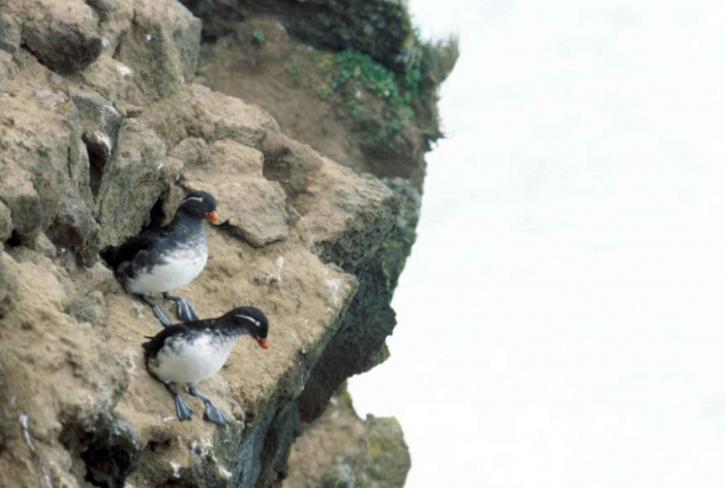 岩石, 海岸线, 鸟类