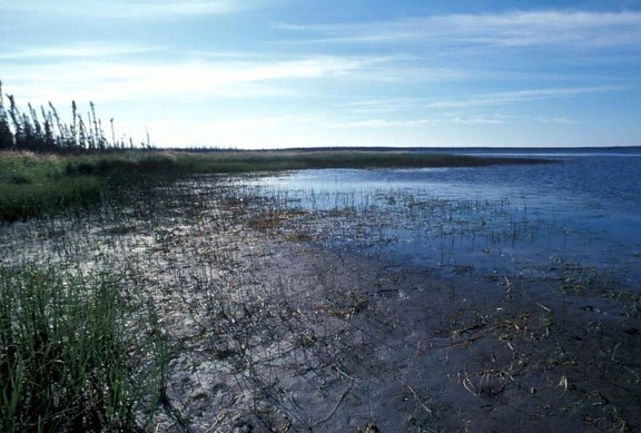 Shoreline, vegetácia, blato