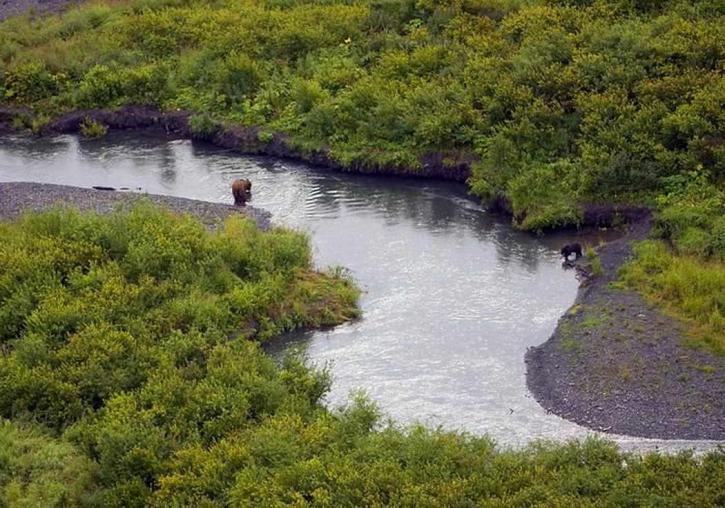 Brunbjørn, sort bjørn, russiske, floden