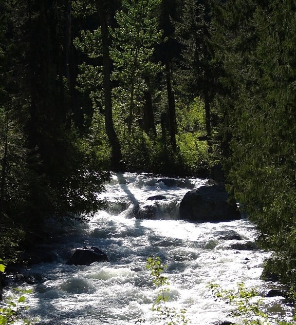 rask, natur, creek