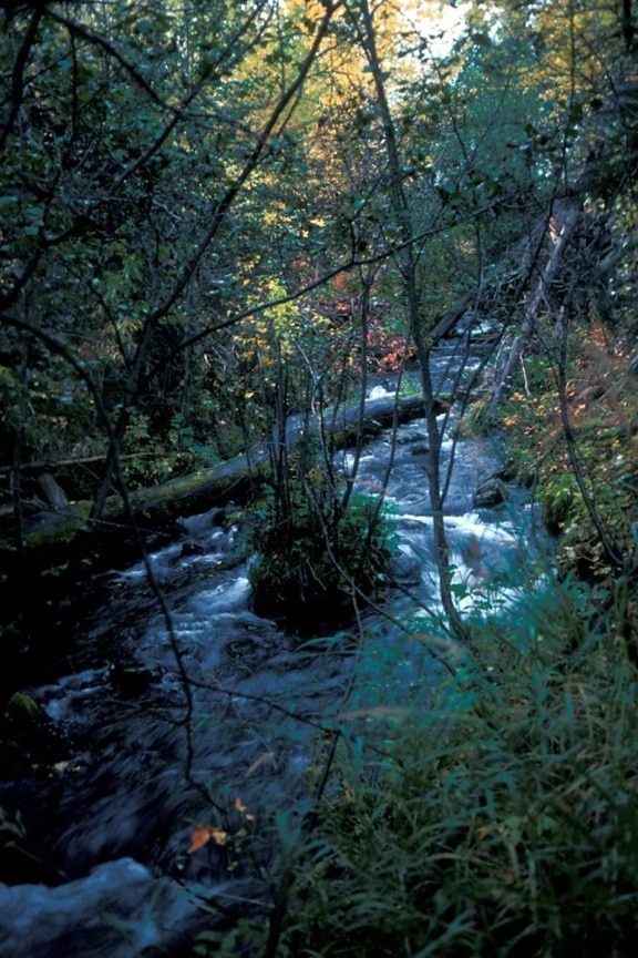 κρυφό, creek, φθινόπωρο, χρώματα