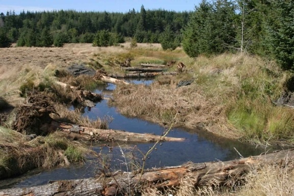 large, logs, redd, creek, channel, fish, habitat
