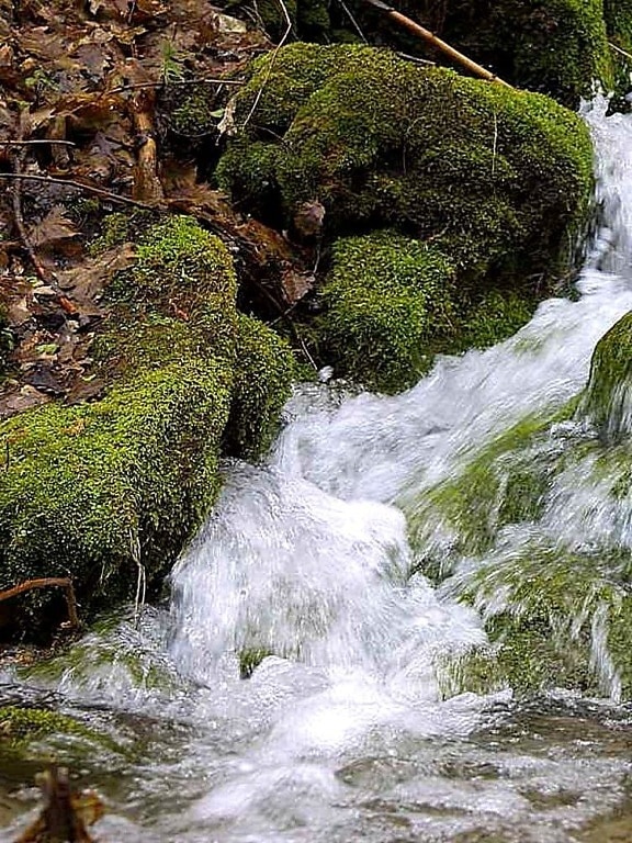 streams, brooks, water, moss, leaves