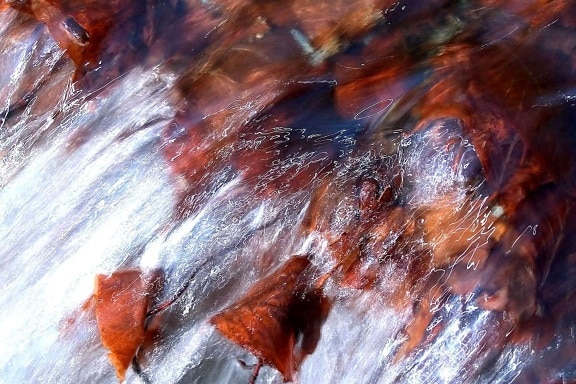 agua, las hojas rojas