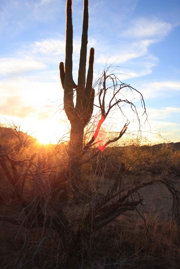 cactus, silhouetted, morning, sun