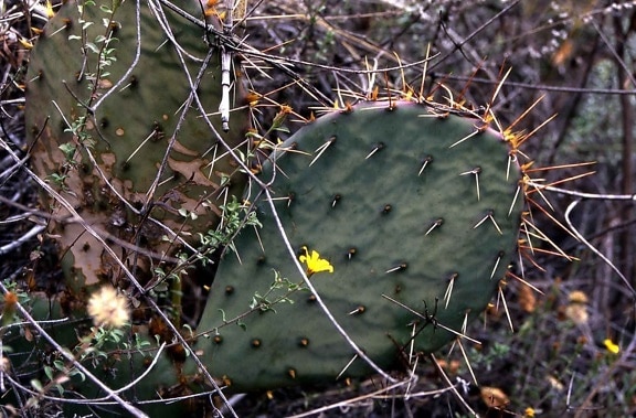 cactus, thorns, desert, plant