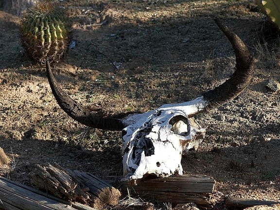 decomposing, cow, skull