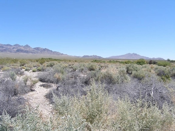 desert, environment