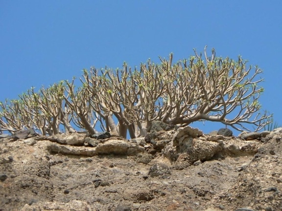 desierto, árbol