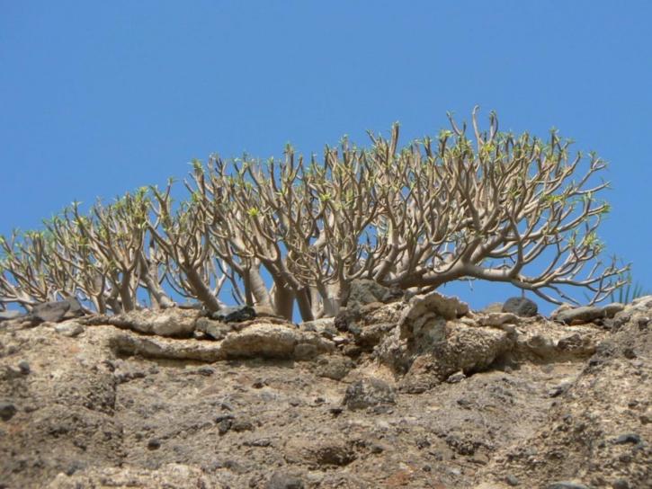 désert, arbre