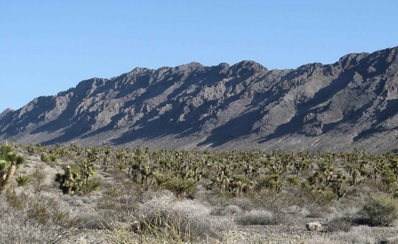 mountains, desert, vegetation, foreground