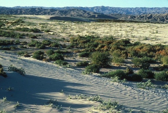 мальовничі, пустелі, навколишнє середовище
