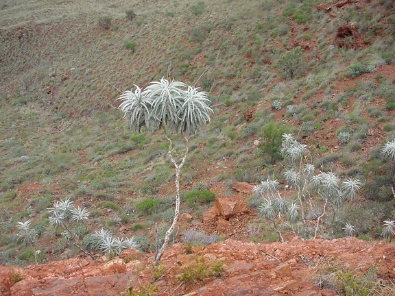 árvore, deserto