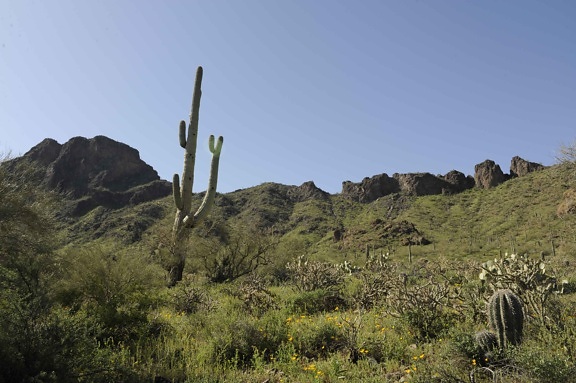 vegetasjon Sonora-ørkenen, cabeza prieta, nasjonalpark