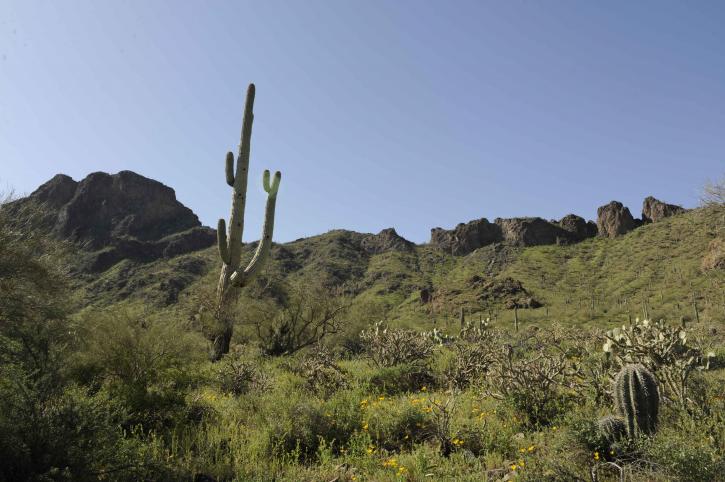 vegetation, sonoran, desert, cabeza prieta, national park