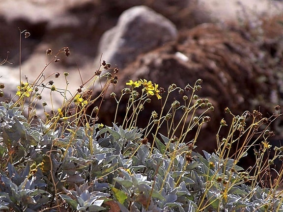 wildflowers, Anza, Borrego, desert, state, park