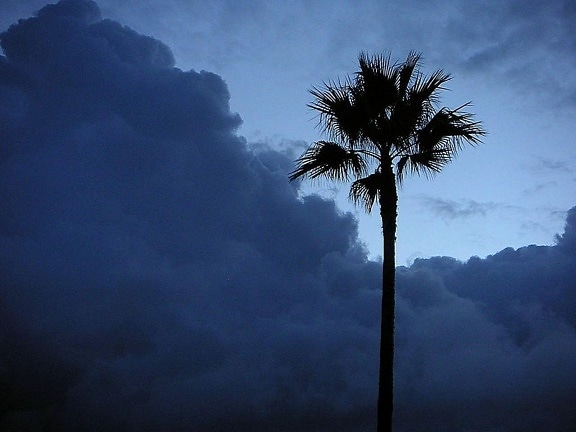 palmer, morgen