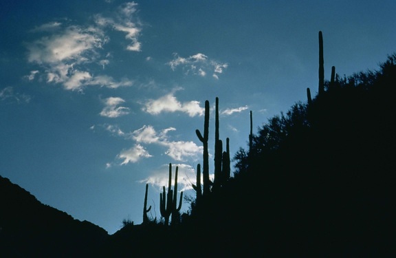 Sabino canyon, arizona, daggry