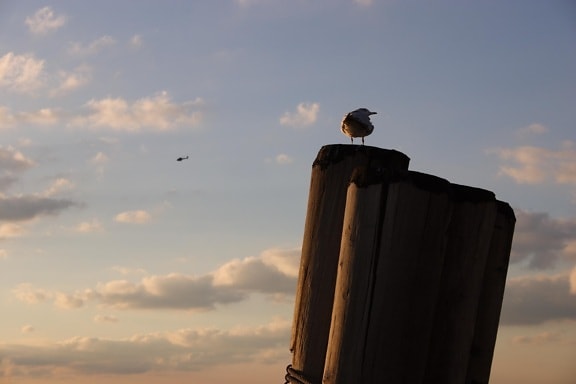 seagull, mooring, post, sunset