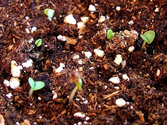 dirt, plants, sprouts, seedlings, sapling, germination