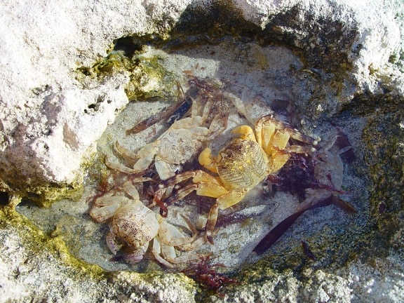 螃蟹, 化石, wanneroo, 海滩