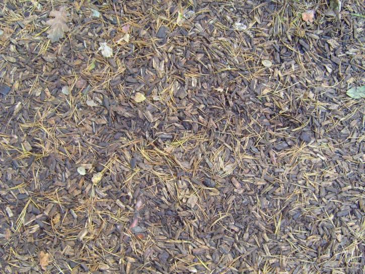 forest, ground, wood, chips, pine, needles