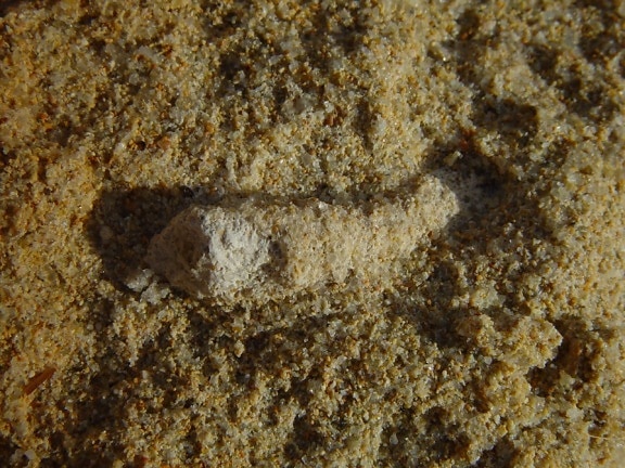 fosilní, kořen, vápenec, Hradec Kralove, pláž