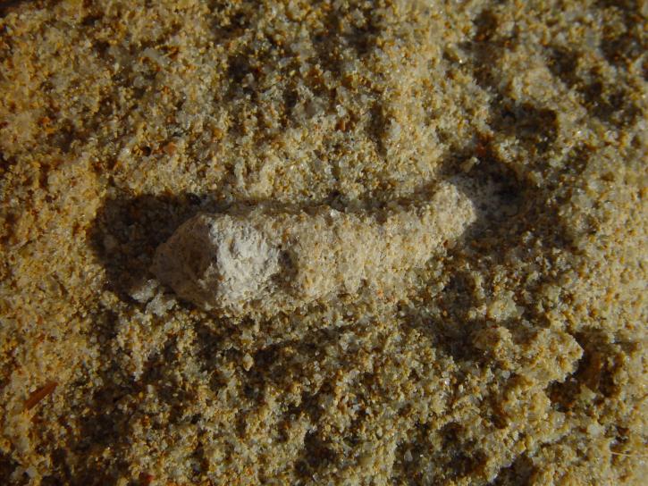 fossile, radice, calcare, Wanneroo, spiaggia