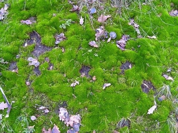 mossy, ground