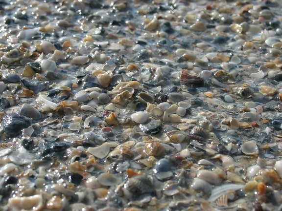 rocks, shells, pebbles, beach