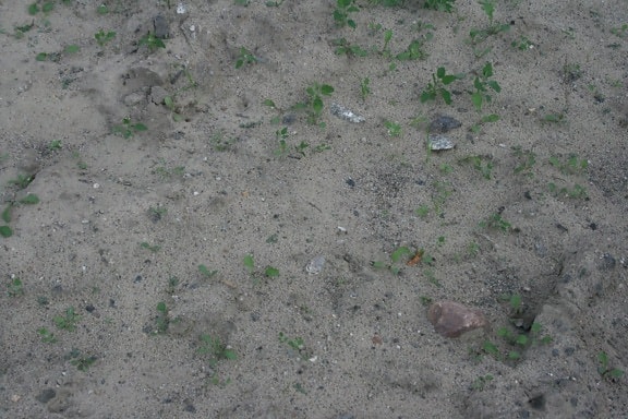 arena, hierba, tierra