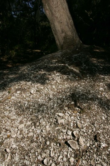 shell, mound, tree