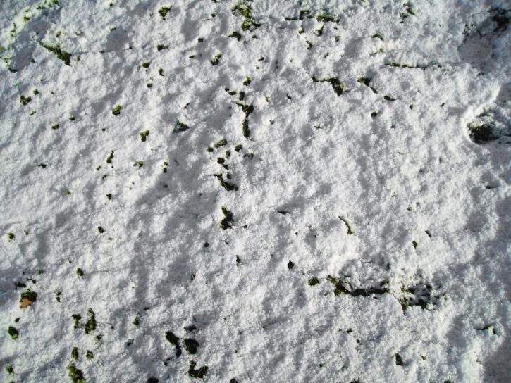 sne, græsset, jorden, høj opløsning