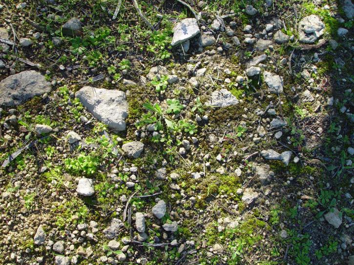 石、苔癬、小さい植物