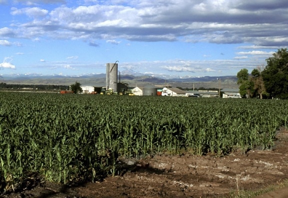 jagung, field, Colorado