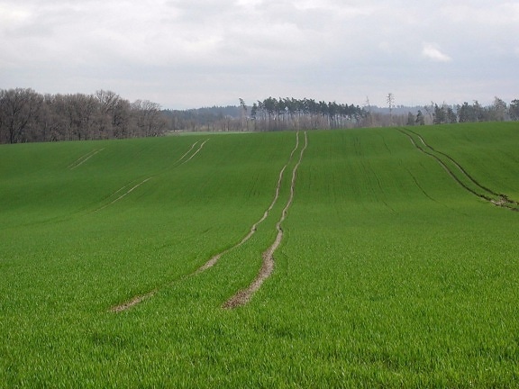 pole, up-blízko, zelená tráva, poľnohospodárstvo