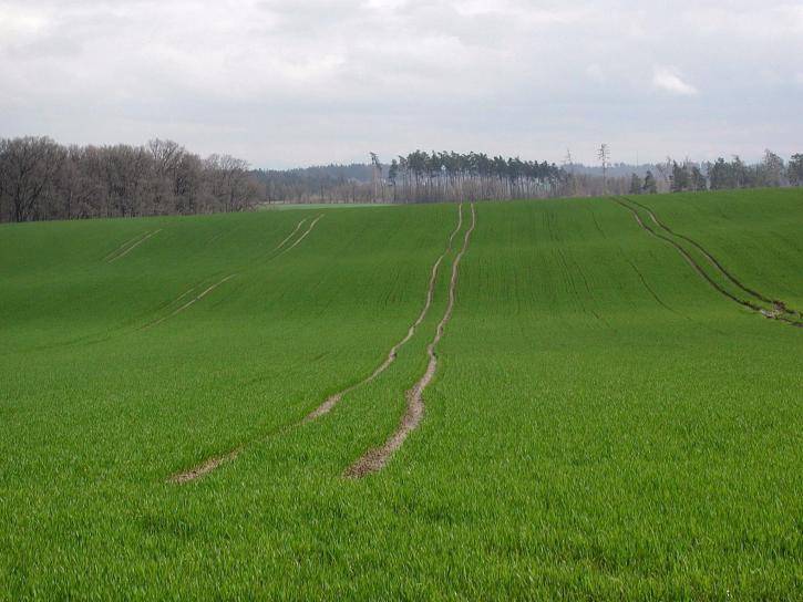 pole, up-blízko, zelená tráva, poľnohospodárstvo