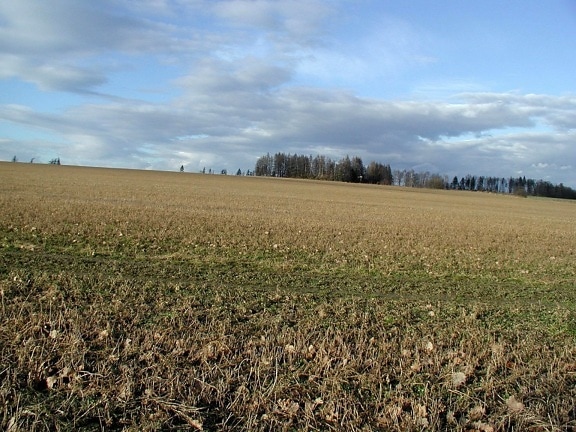 field, countryside