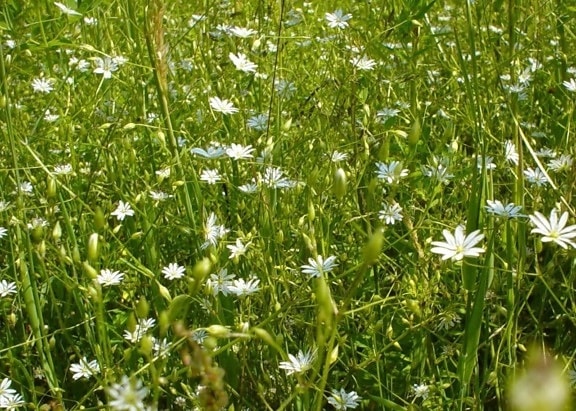 pole, bílé květiny