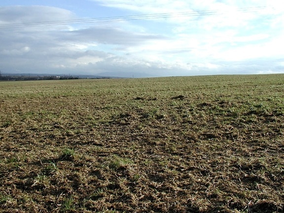 field, stock, photo