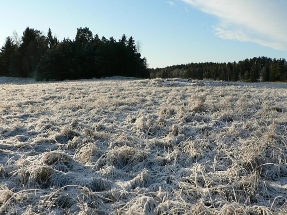 frost, field