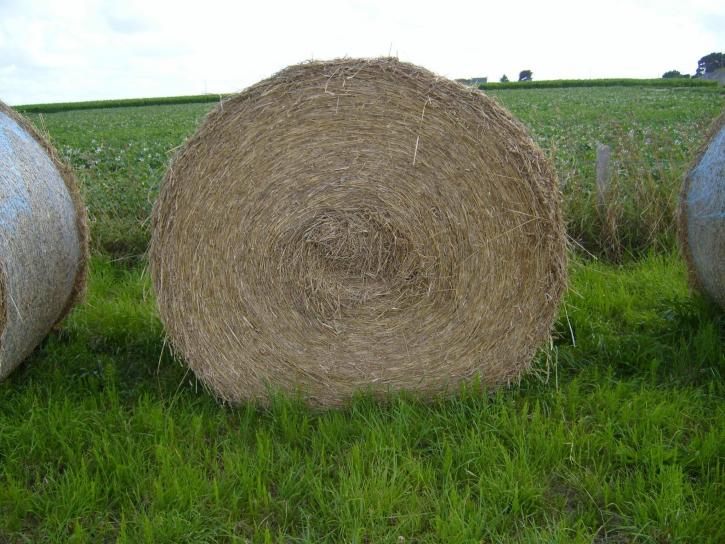 hay, roll