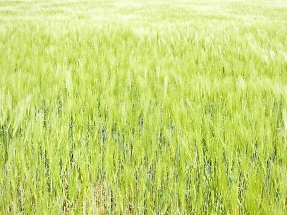 light green, oats, field