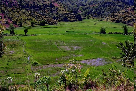 Madagaskar, bir, en yüksek, düzeyleri, kişi, pirinç, tüketim, dünya