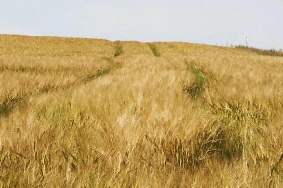mature, grain, fields