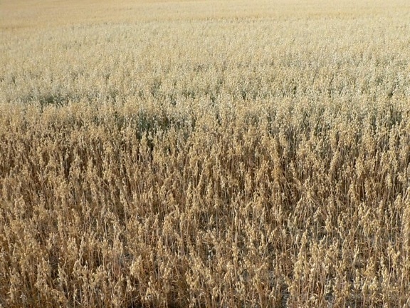 oats, big, field