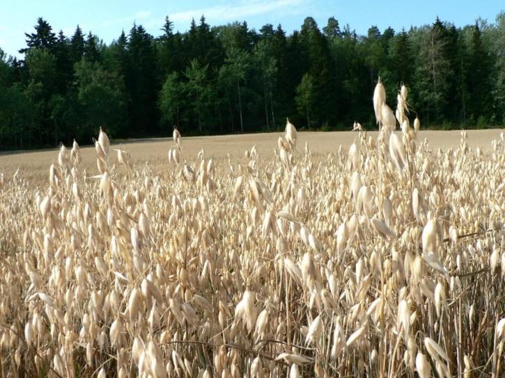 oats, field