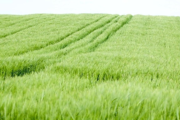 oats, fields